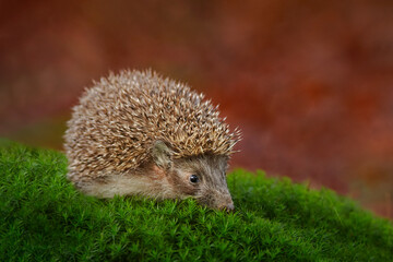 Autumn wildlfie. Autumn orange leaves with hedgehog. European Hedgehog, Erinaceus europaeus,  photo with wide angle. Cute funny animal with snipes.