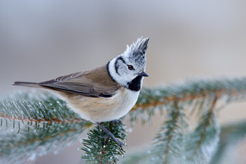 Crested Tit, cute songbird with grey crest sitting on beautiful green spruce branch with clear...