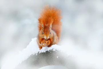 Fotobehang Squirrel with walnut, big orange tail. Feeding scene on the tree. Cute orange red squirrel eats a nut in winter scene with snow,  Germany. Wildlife nature. Snow in the white forest, Europe. © ondrejprosicky