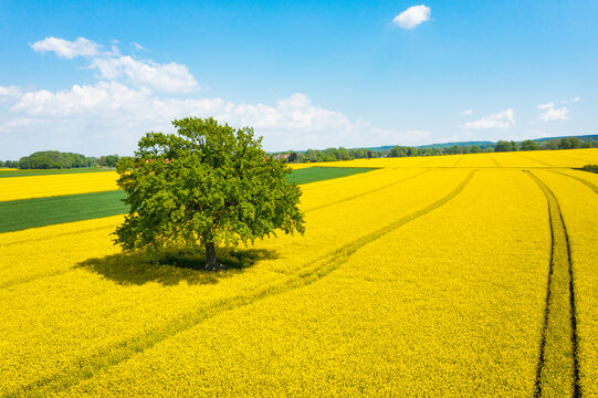 rapeseed field in spring with green tree