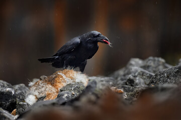 Raven with dead European hare, carcass in the rock stone forest. Black bird with head on the the forest road. Animal behaviour, feeding scene in Germany, Europe. Bird with kill.