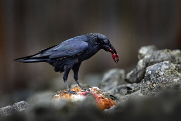 Raven with dead European hare, carcass in the rock stone forest. Black bird with head on the the...