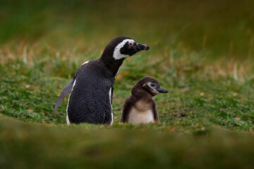 Two birds in the nesting ground hole, babies with mother, Magellanic penguin, Spheniscus magellanicus, nesting season, animals in nature habitat, Argentina, South America. Mother with young chick.