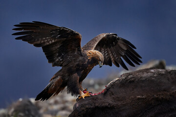 Eagle with cow calf carcass. Golden eagle, stone, Rhodopes mountain, Bulgaria. Eagle, evening light, brown bird of prey with big wingspan. Bird food behavior, nature wildlife.
