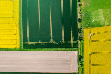 aerial view of canola and corn field