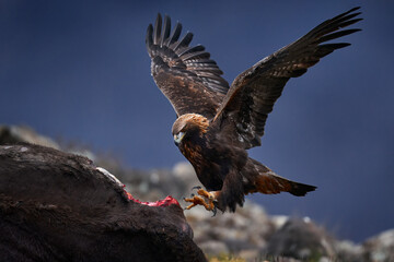 Eagle with cow calf carcass. Golden eagle, stone, Rhodopes mountain, Bulgaria. Eagle, evening...