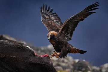 Poster Eagle with cow calf carcass. Golden eagle, stone, Rhodopes mountain, Bulgaria. Eagle, evening light, brown bird of prey with big wingspan. Bird food behavior, nature wildlife. © ondrejprosicky