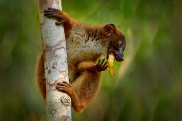 Wildlife Madagascar. Eulemur rubriventer, Red-bellied lemur, Akanin’ ny nofy, Madagascar. Small...