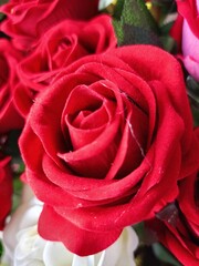 close up of red roses blooming beauty nature in garden 
