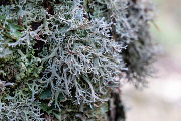 Oak Moss Lichen Growing on Tree