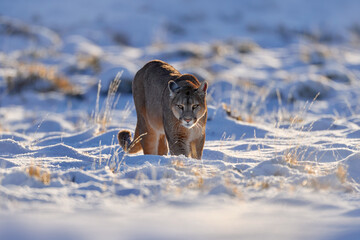 Puma, nature winter habitat with snow, Torres del Paine, Chile. Wild big cat Cougar, Puma concolor,...