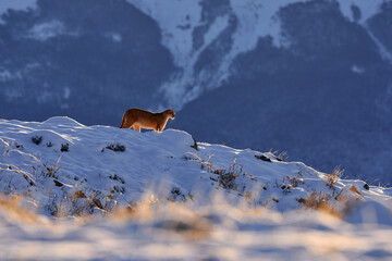 Puma landscape, nature winter habitat with snow, Torres del Paine, Chile. Wild big cat Cougar, Puma...