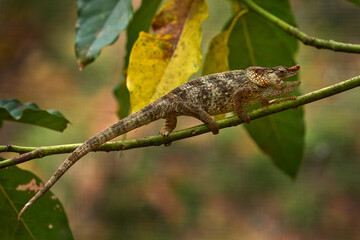 Chameleon Furcifer pardalis sitting on the tree branch in the nature habitat, Ranomafana NP. Endemic Lizard from Madagascar. Chameleon in the night.