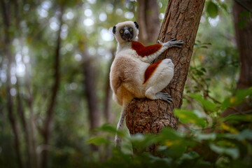 Madagascar endemic wildlife. Africa nature. Coquerel's sifaka, Propithecus coquereli, Ankarafantsika NP. Monkey in habitat. Wild Madagascar. Lemur in the dark green tropic forest. Sifaka on the tree.