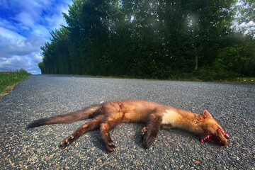 Tarmac road accident crach with cute brown fur coat animal. Dead  european pine marten on the...