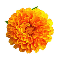 Orange marigold flower transparent background with full depth of field. Ai Generated.