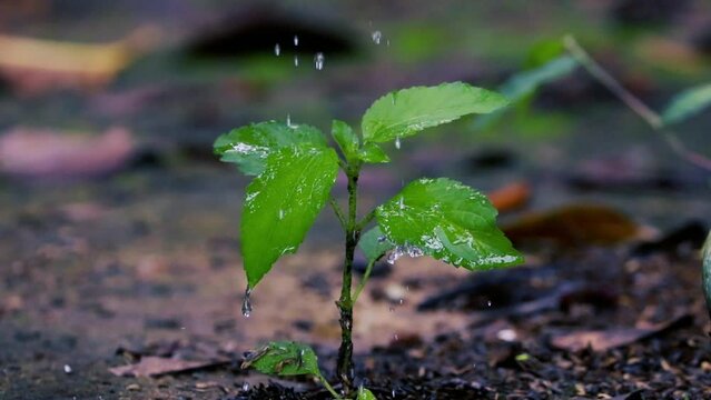rain drops on leaves, pouring water on plant
