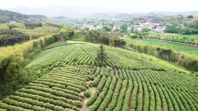 view of green tea plantation