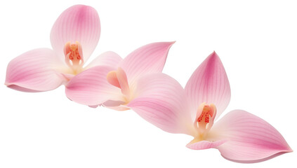 Graceful Orchid Petals Isolated on Transparent Background, Elegant Floral Elements