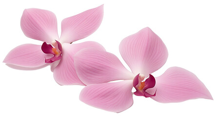 Graceful Orchid Petals Isolated on Transparent Background, Elegant Floral Elements