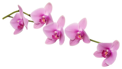 Fototapeta na wymiar Graceful Orchid Petals Isolated on Transparent Background, Elegant Floral Elements