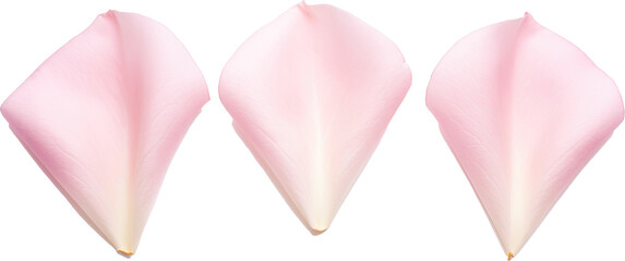 Three Realistic Rose Petals with Transparent Background, High-Resolution Floral Elements
