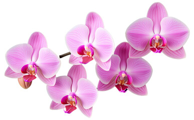 Graceful Orchid Petals Isolated on Transparent Background, Elegant Floral Elements