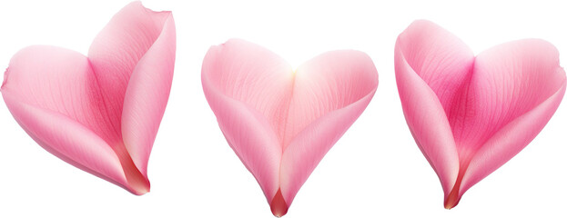 Tulip Petals Forming Heart Shape, Isolated on Transparent Background, High-Resolution Floral Elements