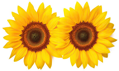 Fototapeta premium Vibrant Sunflower Petals Isolated on Transparent Background, High-Resolution Floral Elements