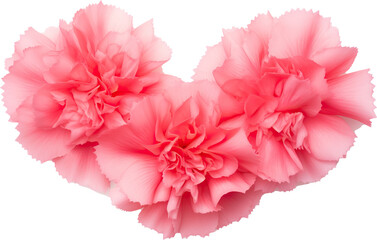 Carnation Petals Radiating Outwards, Transparent Background, Vibrant Floral Elements