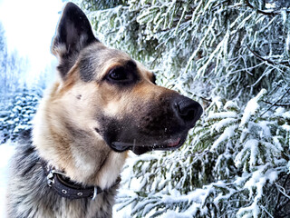 Dog German Shepherd in a forest or in a park in a winter day and white snow arround. Waiting...