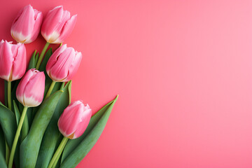 Pink tulip spring flowers on side of pink background with copy space