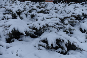 Heavy snow on shrubs of savin juniper in January