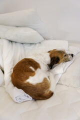Ein kleiner Terrier Hund schläft auf einem unordentlichen Bett. Hygge. 