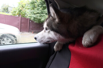 A Malamute dog rides in a car and looks out the window.