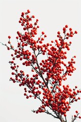A tree with red berries against a white sky. Can be used to depict the beauty of nature in winter or as a symbol of the holiday season