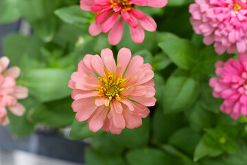 Obraz premium Colorful zinnia flowers blooming in the garden