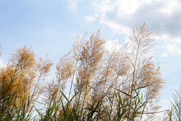 Fototapeta premium Reed flower with blue sky