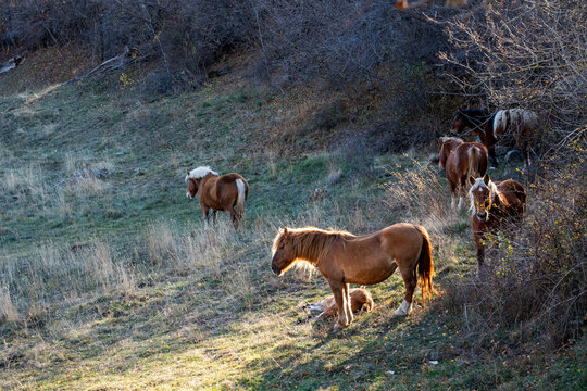 Horses in the field in Catalonia in Spain
