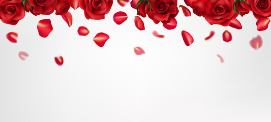 A romantic red rose realistic illustration, with falling petals. Perfect for Valentine's Day, weddings, and celebrations. Realistic details create a beautiful, natural design. Not AI.