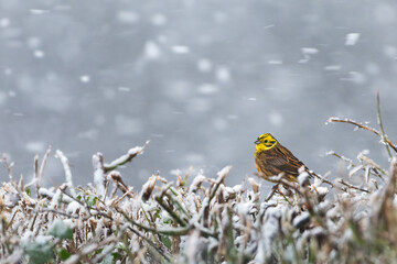 Male yellowhammer (Emberiza citrinella) on a snowy winter day, Perthshire, Scotland