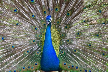 Naklejka premium A peacock