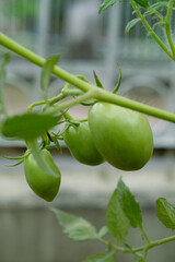 Selective focus of tomato. Tomato in the vegetable garden.