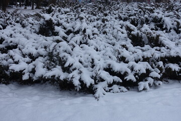 Shrubs of savin juniper covered with snow in January