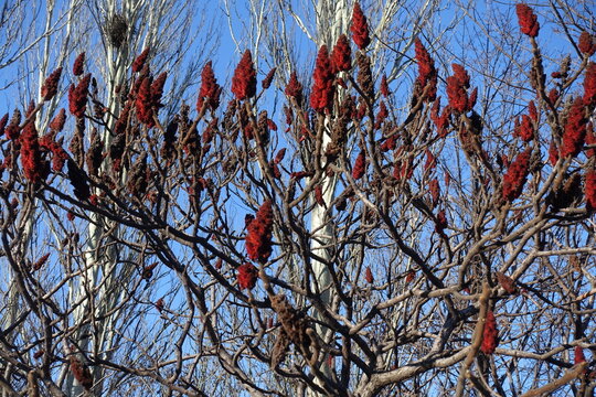Red fruits on leafless branches of Rhus typhina in January