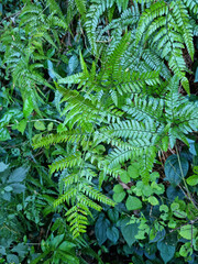 This is a close-up of Jeju Island’s wild fern leaves.