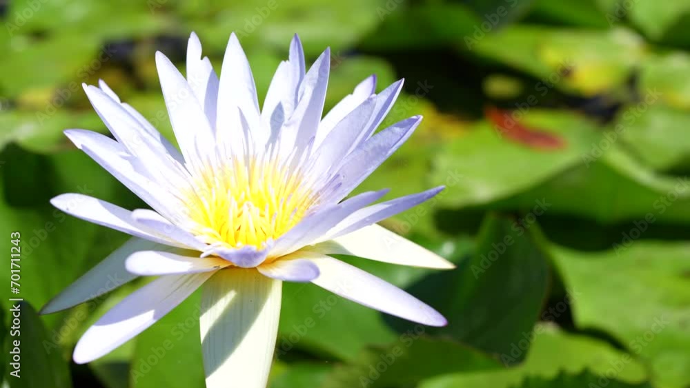 Wall mural Beautiful lotus flowers in the pond