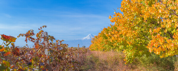 Wide angle panoramic view of sunrise over the Ararat mountains with the vineyard and garden trees in foreground at fall. Travel destination Armenia