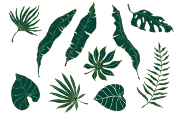 Fotobehang Set of green tropical leaves with golden outline.Decorative botanical elements.Vector graphics. © Екатерина Якубович
