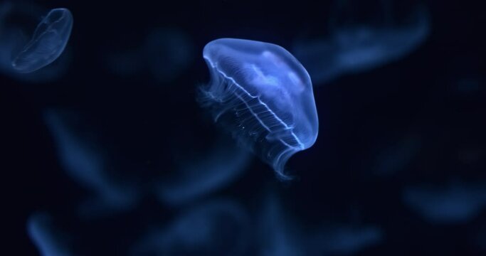 Bright jellyfish soar, swim on black oceanarium depths background. Closeup glowing jellyfish move in dark sea water. Mesmerizing movements of wild sea creature. Medusa underwater in aquarium darkness